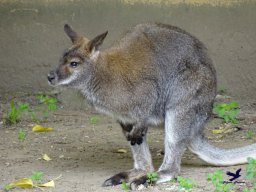 Tiergarten Schönbrunn am 15.05.2025